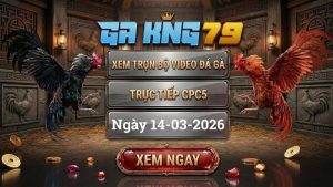 GAKING79 Xem Full Clip Da Ga Truc Tiep CPC5 Ngay 14032026 1